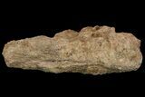 Permian Amphibian (Eryops) Partial Sacrum Fossil - Texas #155167-3